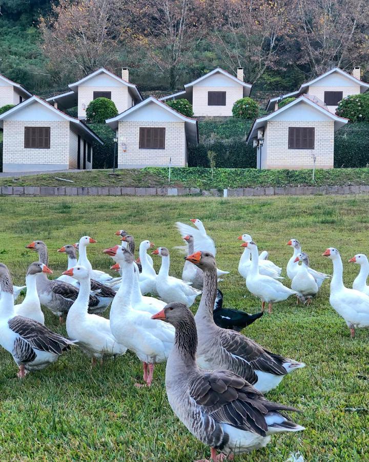 Pousada Parque Das Pitangueiras Flores da Cunha Zewnętrze zdjęcie
